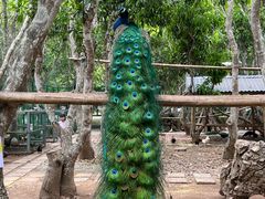 -中国科学院西双版纳热带植物园