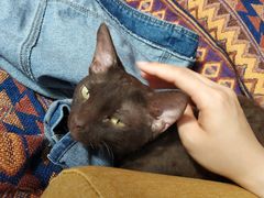 -喵屿·大理花园猫咖