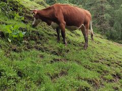 -硗碛藏寨·神木垒景区