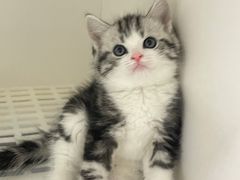 -lincat·猫舍(广州店)