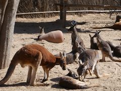 -北京野生动物园