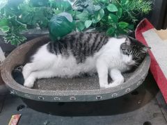 -牟记江湖重庆地标特色菜鱼蛋海鲜羊蝎子(巴南区黑金冠十多年好店)