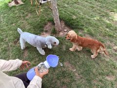 -爪吧宠物乐园 (温榆河示范区店)