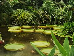 -昆明植物园