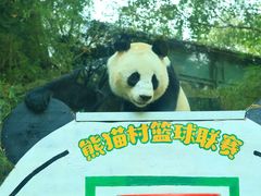 -广州长隆野生动物世界