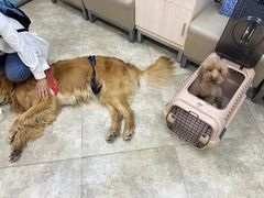 -美联众合动物医院·24h转诊中心