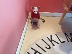 -藏猫猫咖啡主题馆(中央大道店)