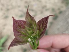 -石家庄市植物园