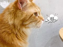 -藏猫猫咖啡主题馆(中央大道店)