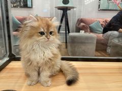 -袖虎·猫馆(体育西路店)