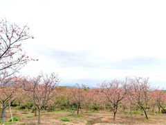 -天适樱花悠乐园
