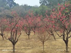 -南国桃园旅游度假区