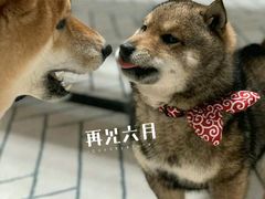 -赵姐猪耳朵饭店