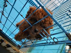 -佳百利宠物(荣乐中路115弄小区店)