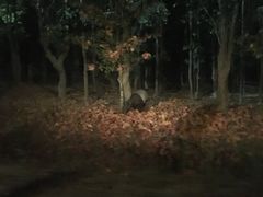 -清迈夜间动物园