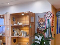 -猫十亿·布偶金渐层·曼基康矮脚猫舍(青年路店)