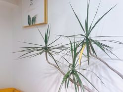 -杨丹国际美学肌研所