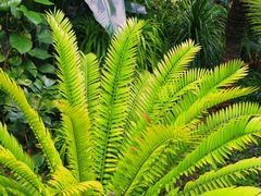 -北京植物园-展览温室