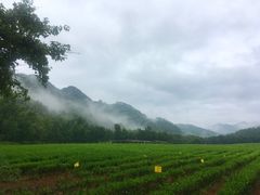-中国茶叶博物馆(双峰馆区)