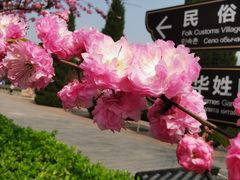 -大槐树寻根祭祖园