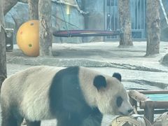 -武汉动物园