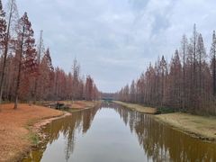 -黄海国家森林公园