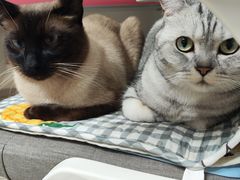 -纳吉亚猫专科动物医院·北北分院