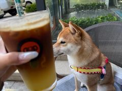 -了不起的考拉咖啡店(高新店)
