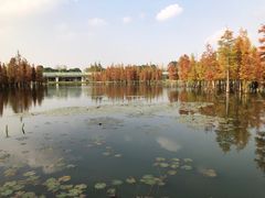 -白鹭湾湿地公园