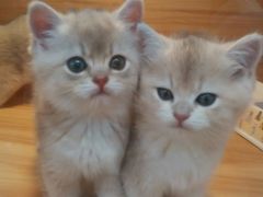 -猫十亿·布偶金渐层·曼基康矮脚猫舍(青年路店)