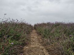 -西京湾花海