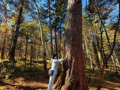 -五营红松林海景区