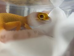 -酷以爬仙阁实体爬宠店·守宫·蜥蜴·专业繁育