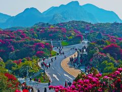 -贵州百里杜鹃风景名胜区