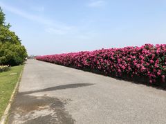 -上海滨江森林公园
