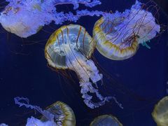 -珠海长隆海洋王国