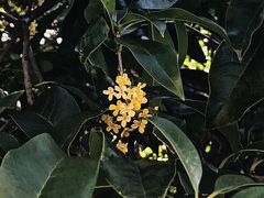 -美丽洲堂
