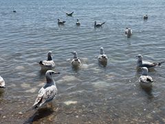 -青海湖国家重点风景名胜区