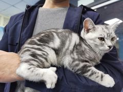 -佳怡动物医院·平价24小时·猫专科骨外科