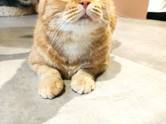 -猫儿山۰猫主题餐厅