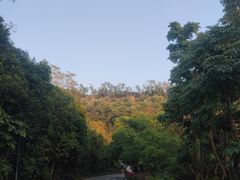 -深圳仙湖植物园