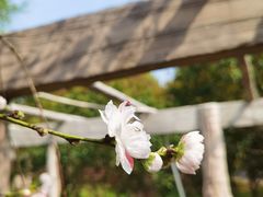 -南汇桃花村