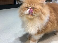 -藏猫猫咖啡主题馆(中央大道店)