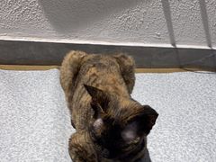 -琪喵猫屋·撸猫猫咖·猫舍