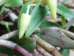 -井冈山风景名胜区-黄洋界