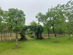 -上海海湾国家森林公园