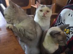 -more than meow吴止猫主题餐厅(承德 中船汇店)