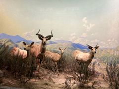 -美国自然历史博物馆