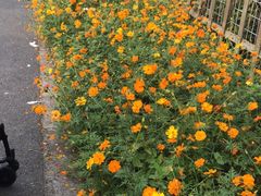 -前小桔亲子创意农场·草莓采摘·露营烧烤