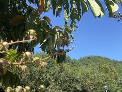 -广州白江湖森林公园